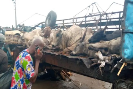 Lagos-Ibadan Expressway Crash: Seven Injured as Truck Carrying Cows Hits Two Buses