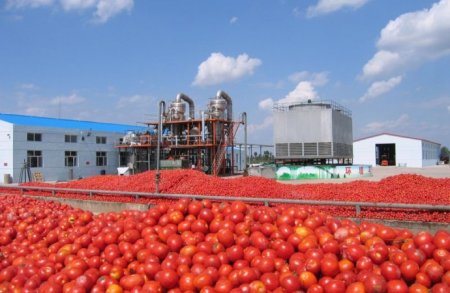 Tomato-690x450.jpg