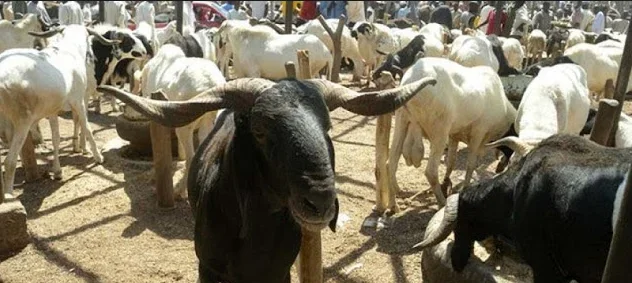 sallah ram.PNG sallah ram.PNG