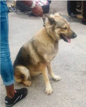 Photo: Lagos State Police Arrest 'Bullet' The Dog and Owners For Robbery