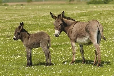 South African Man Rapes Donkey After Witch Doctor Told Him He Will Be Stronger