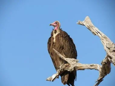 Shock As Vulture Delivers Quit Notice To Akwa Ibom Monarch - The Nation