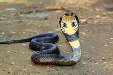 250 Die Of Snakebite In Plateau And Gombe