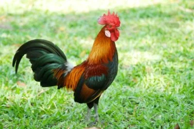 Sexually Frustrated 14-year-old Boy Rapes Neighbour’s Chicken To Death