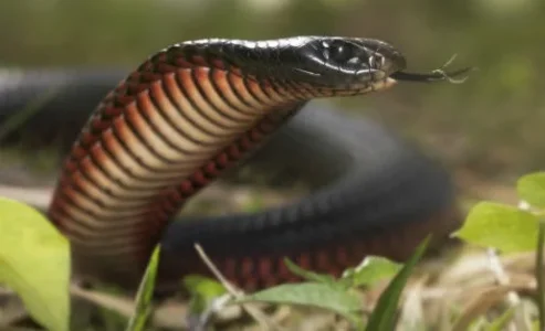 Katsina Snake Charmer Remanded In Prison For Losing Son To Snakebite