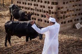 buhari and cow.jpg