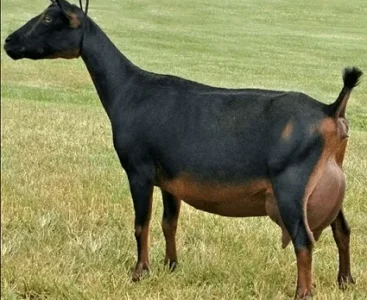 Man From Edo Accused Of Impregnating A Goat, Forced To Have Sex With The Goat [PHOTO]
