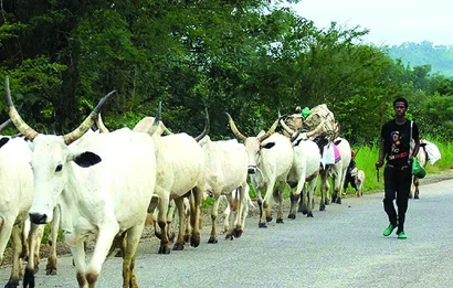 LIST of 16 States Ready to Establish Cattle Colonies For Herdsmen