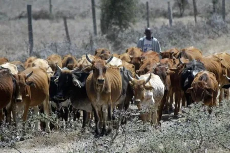 cattle-herdsman.jpg cattle-herdsman.jpg
