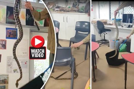 shock-as-huge-python-is-found-hiding-inside-classroom-filled-with-young-children-video.jpg