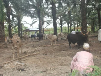Herdsmen-and-their-cattle.jpg Herdsmen-and-their-cattle.jpg