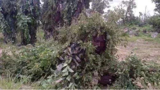 samabisa forest - nigeria army - pmnews - nigeria political news.jpg samabisa forest - nigeria army - pmnews - nigeria political news.jpg