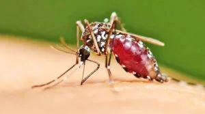 MALARIA - nigeria metro news - sun news.jpg MALARIA - nigeria metro news - sun news.jpg
