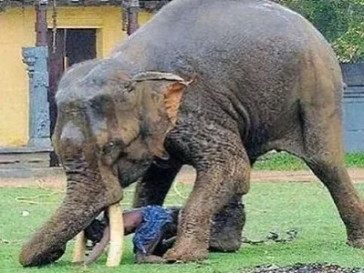 Elephant-tramples-man-in-Nepal.jpg Elephant-tramples-man-in-Nepal.jpg