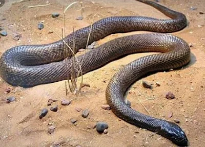 snake.png snake.png