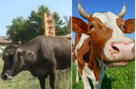 cow.JPG cow.JPG