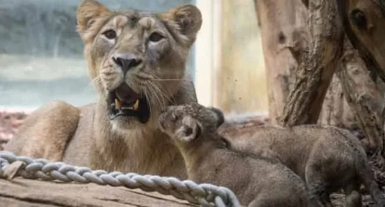 Lions.jpg