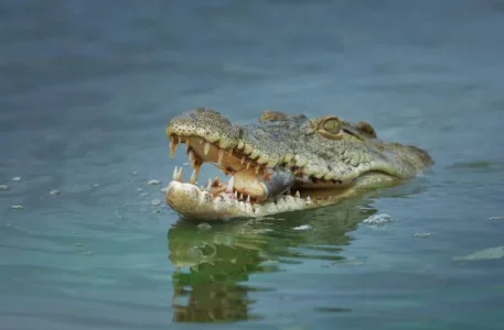 crocodile.jpg crocodile.jpg