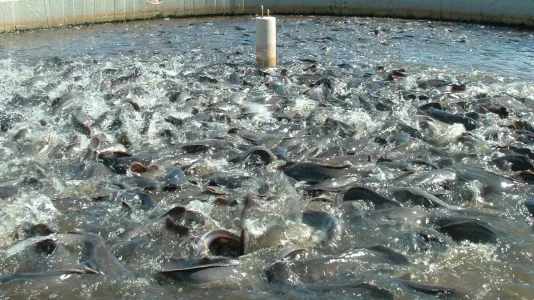 Fish.jpg Fish.jpg