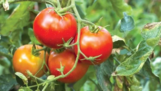 Tomatoes-640x361.jpg Tomatoes-640x361.jpg