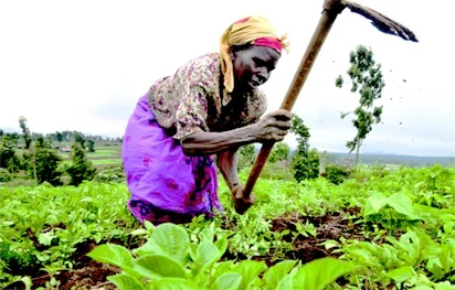 Vanguard Newspaper-Agriculture.png Vanguard Newspaper-Agriculture.png