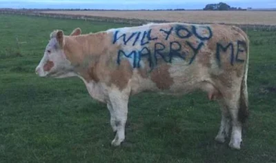 cow.png cow.png