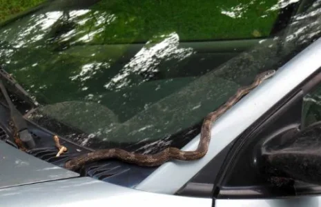 snakes in a car.JPG snakes in a car.JPG