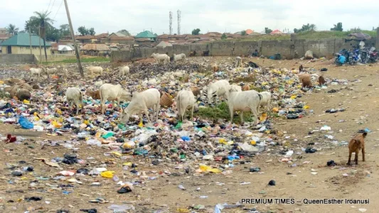 premium Times Newspaper-Cattle feeding from a dump site.jpg premium Times Newspaper-Cattle feeding from a dump site.jpg