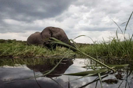 elephant.jpg elephant.jpg