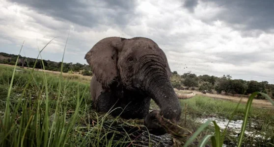 Channels Television-Elephants-In-Bostwana.jpg Channels Television-Elephants-In-Bostwana.jpg