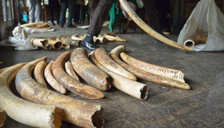 daily Nation-stockpile of illegal elephant.gif daily Nation-stockpile of illegal elephant.gif
