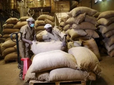 Today.ng News-Cocoa farm.jpg Today.ng News-Cocoa farm.jpg