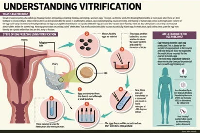 ovulation.jpg ovulation.jpg
