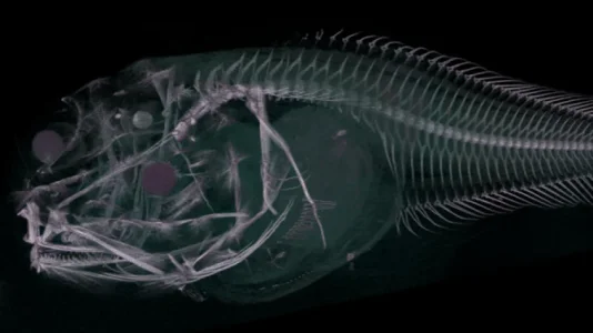 new creatures.png new creatures.png