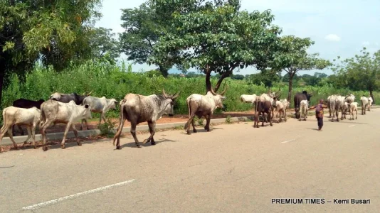 Herders-grazing-within-the-centre.jpg Herders-grazing-within-the-centre.jpg