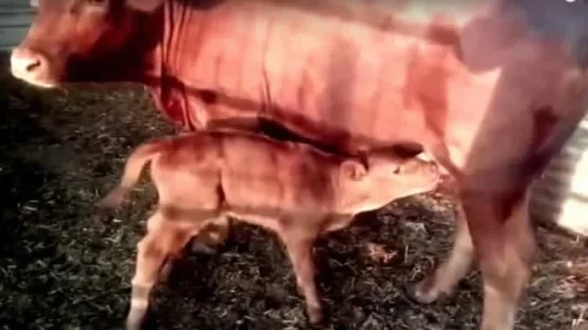 myjoyonline-cow.jpg myjoyonline-cow.jpg