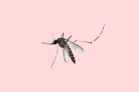 Wired News- Mosquitoe.jpg Wired News- Mosquitoe.jpg