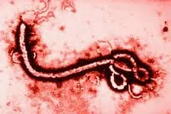 ebola.jpg ebola.jpg