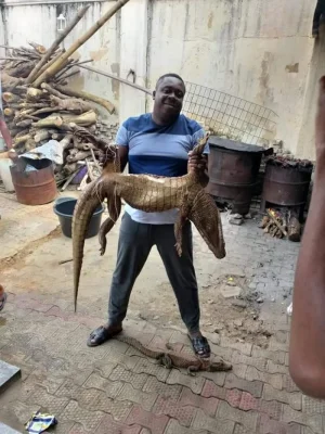Naijaloaded- Crocodile Meat.jpg Naijaloaded- Crocodile Meat.jpg