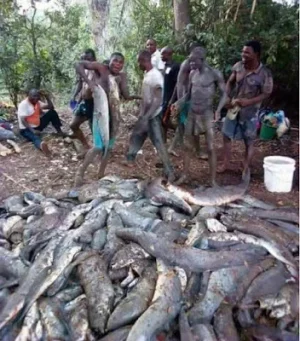 fish.JPG fish.JPG