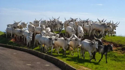 HERDSMEN.jpg HERDSMEN.jpg
