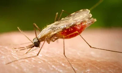 malaria-mosquito.jpg malaria-mosquito.jpg