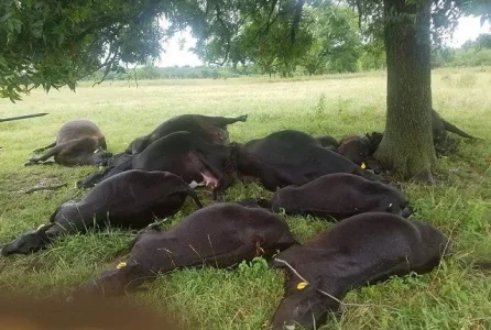 Dead-Cows-.jpg Dead-Cows-.jpg