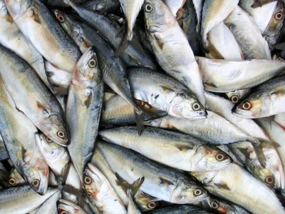 sardine-1536x1152.jpeg sardine-1536x1152.jpeg