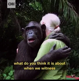 Chimpanzee.jpg