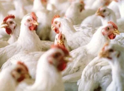 livestock.JPG livestock.JPG