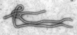 ebola.jpg ebola.jpg