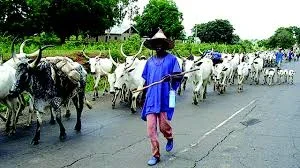 Suspected herdsmen.jpg Suspected herdsmen.jpg