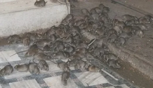 rat.JPG