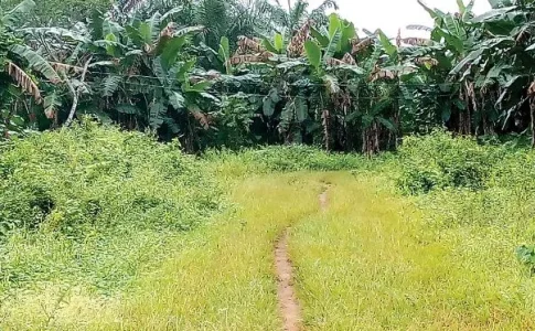 land.JPG land.JPG